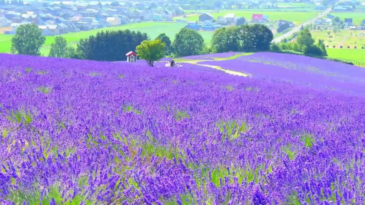 富良野の日の出ラベンダー園 Lavender garden at Hinode Koen park in Furano city.