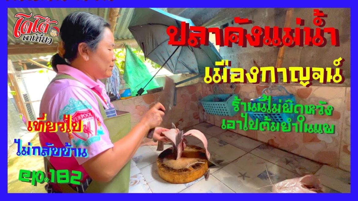 ปลาคังแม่น้ำเมืองกาญจน์ นัดสาว ๆ ลุงตู่ คุณยุ้ย เติมพล้งร้านคุณผึ้ง ลงแพ เที่ยวไปไม่กลับบ้าน ep.182