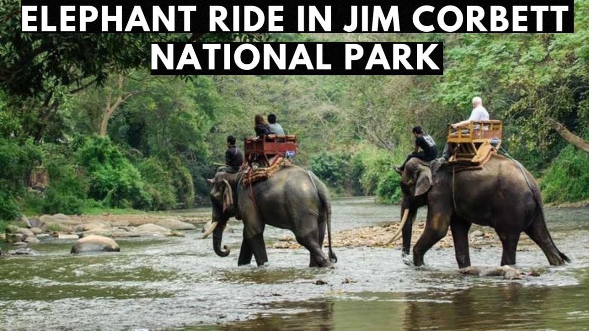 Is Elephant Safari Available in Jim Corbett National Park ? Is Elephant Safari Available in Jim Corbett National Park ?