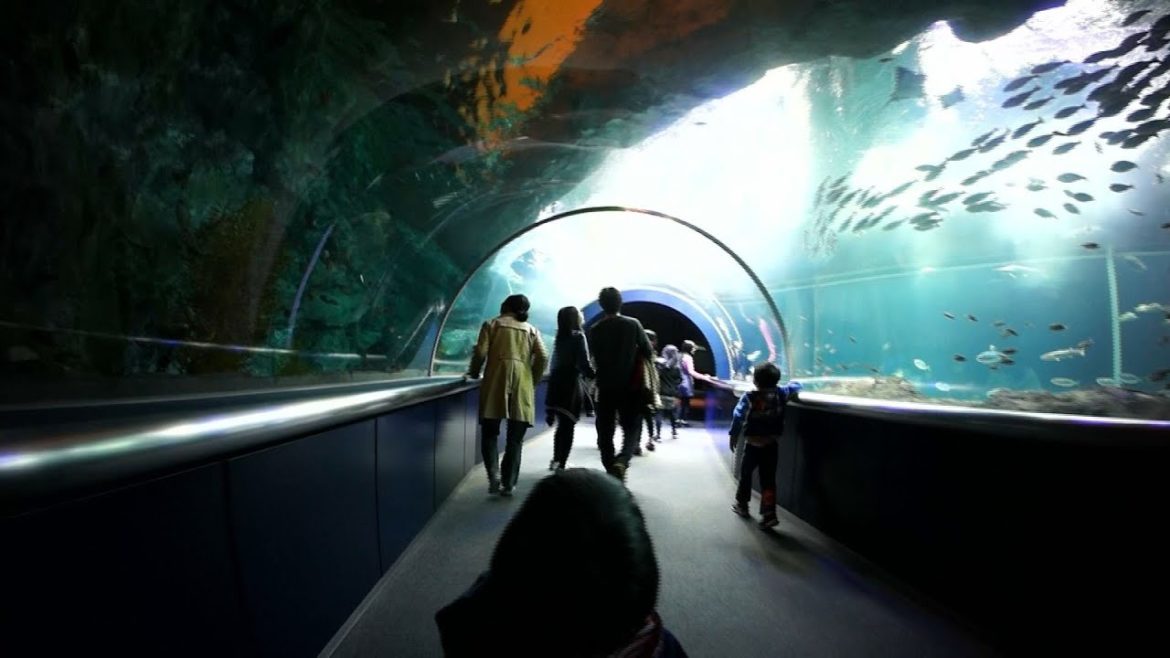 マリンピア日本海　日本海大水槽　Niigata city Aquarium