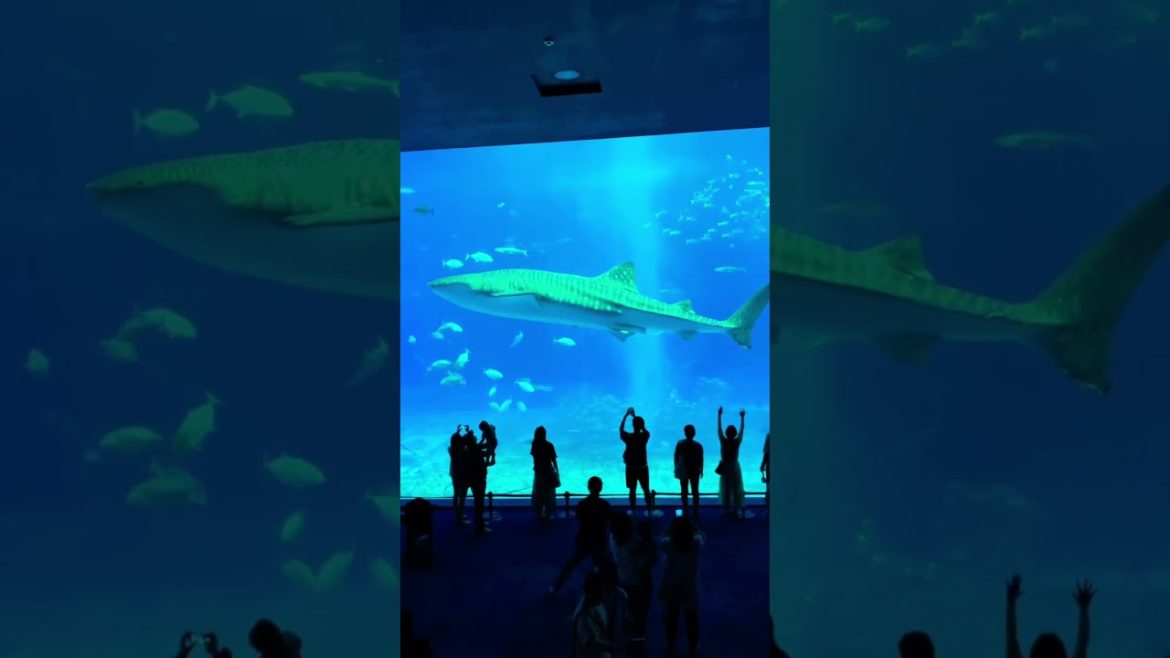 Big whale and fishes 🐋🐳🐟🐠  in Churaumi Aquarium - Japan Travel Okinawa #shorts #solotravel