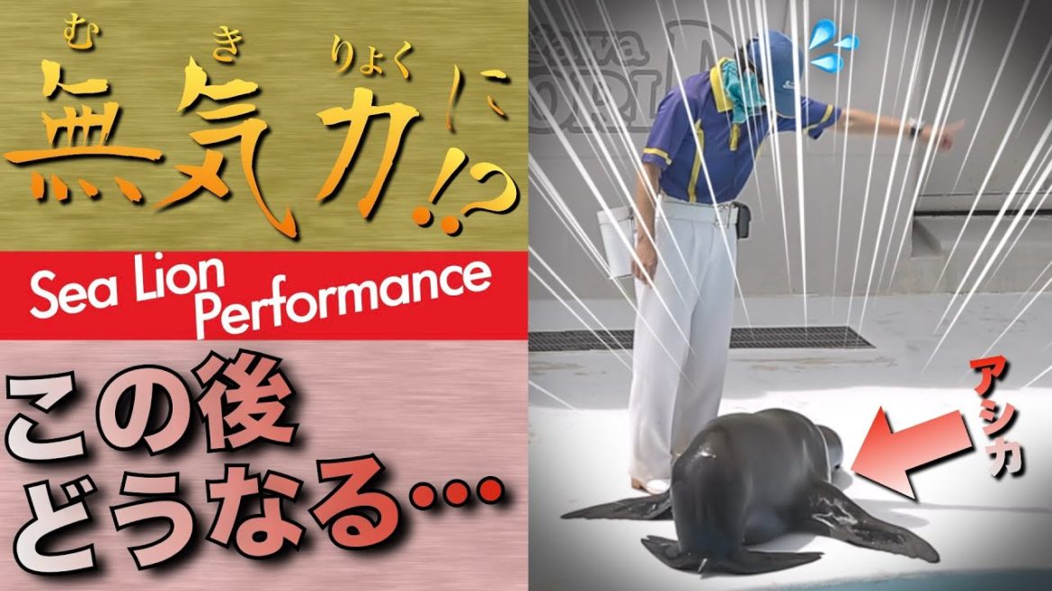 このアシカ、やる気無い…そのまま最後までアシカショーを続けた結果…【鴨川シーワールド】 このアシカ、やる気無い…そのまま最後までアシカショーを続けた結果…【鴨川シーワールド】