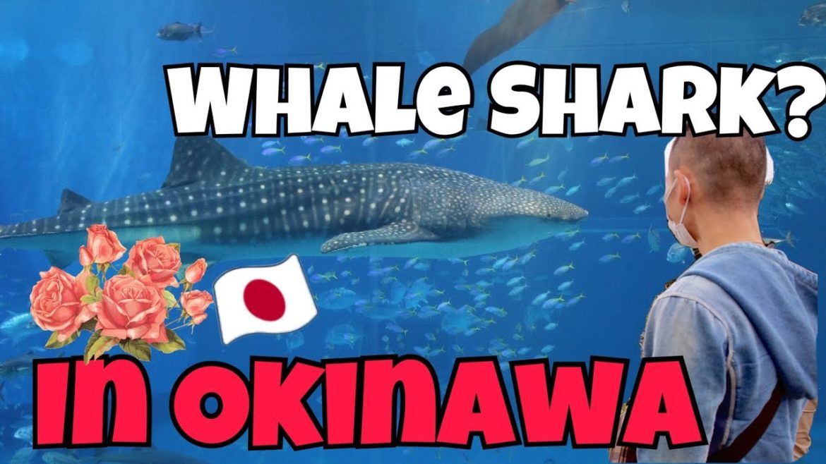 Churaumi Aquarium in Okinawa – WHALE SHARK Churaumi Aquarium in Okinawa - WHALE SHARK