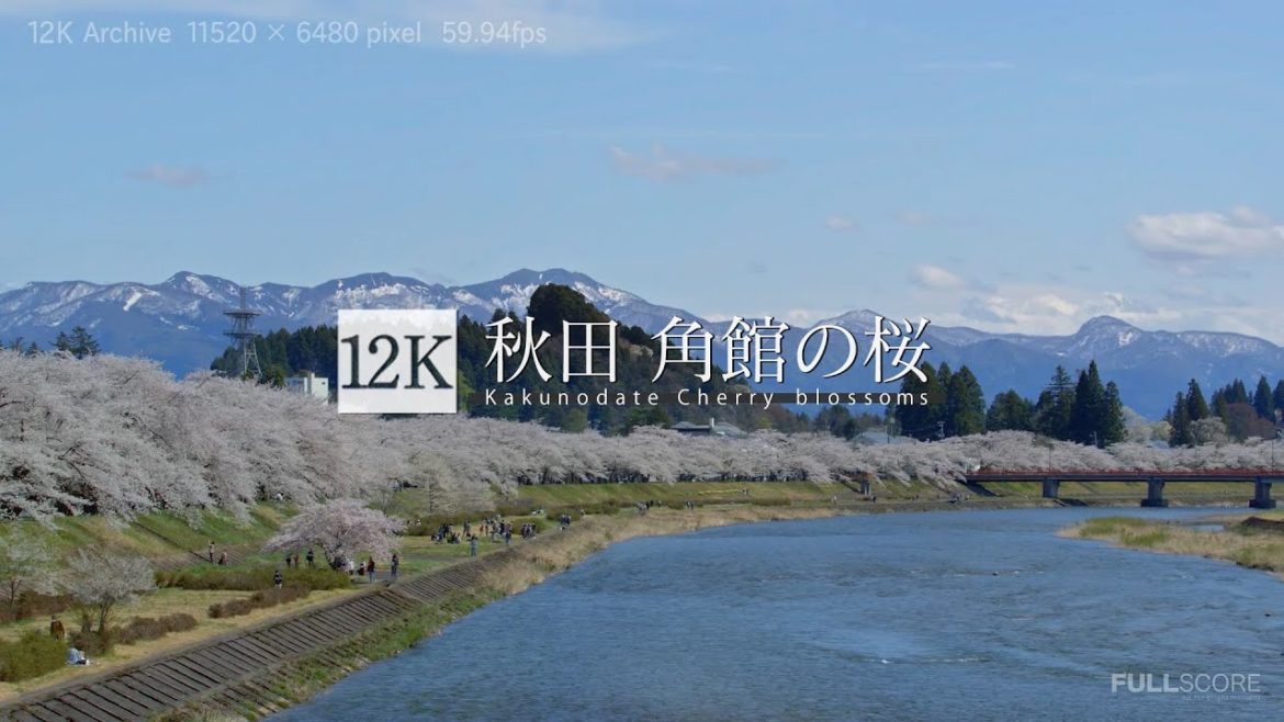 [12K footage] Akita Kakunodate Cherry blossoms【秋田 角館の桜_12K】