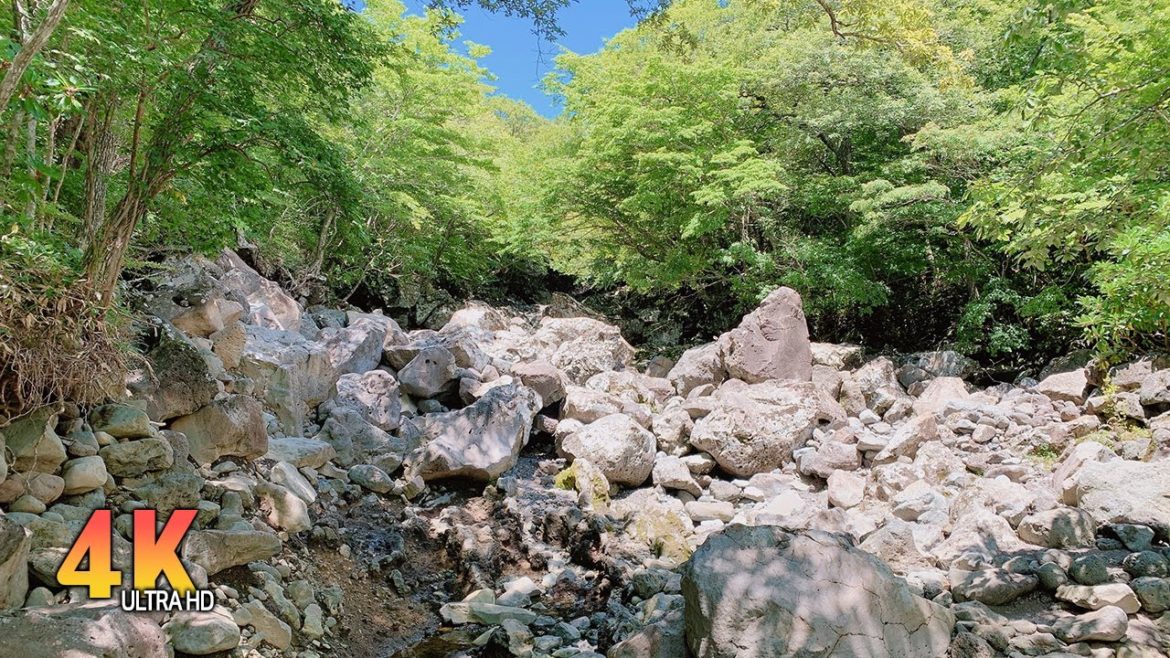 Walk through Hawon Suro-gil Forest in Jeju Island │ South Korea