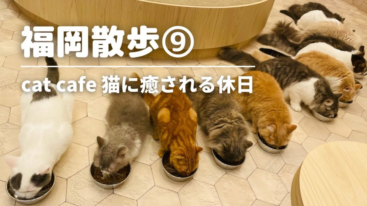 【猫カフェ モカ】福岡 筑紫野 /しゃぶしゃぶランチ/岡垣町 焼肉/cat cafe/Shabu-shabu/Grilled meat/Japanese food/kawaii cats 【猫カフェ モカ】福岡 筑紫野 /しゃぶしゃぶランチ/岡垣町 焼肉/cat cafe/Shabu-shabu/Grilled meat/Japanese food/kawaii cats