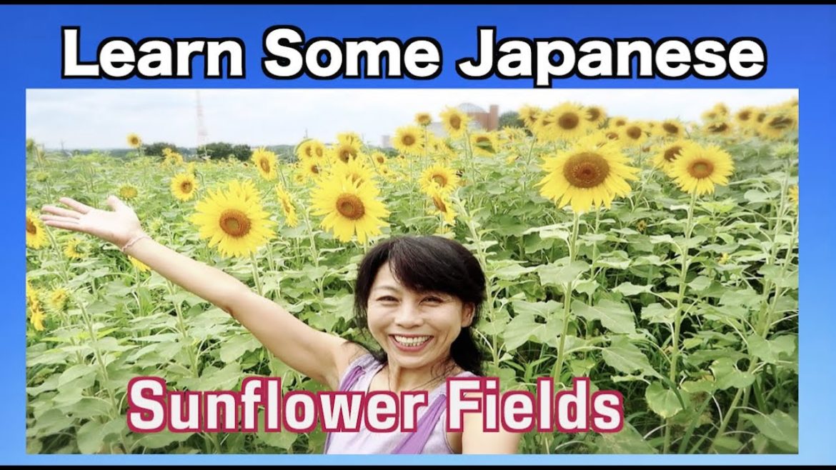 Sunflower fields
