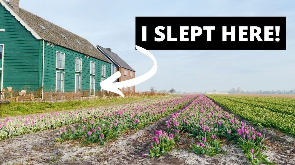 DUTCH TULIP FIELDS (THE PERFECT B&B)