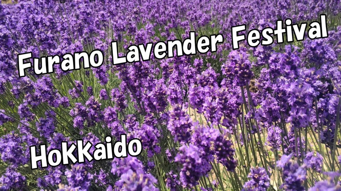 Furano Lavender Festival(Furano/Biei Norokko Train) Furano Lavender Festival(Furano/Biei Norokko Train)