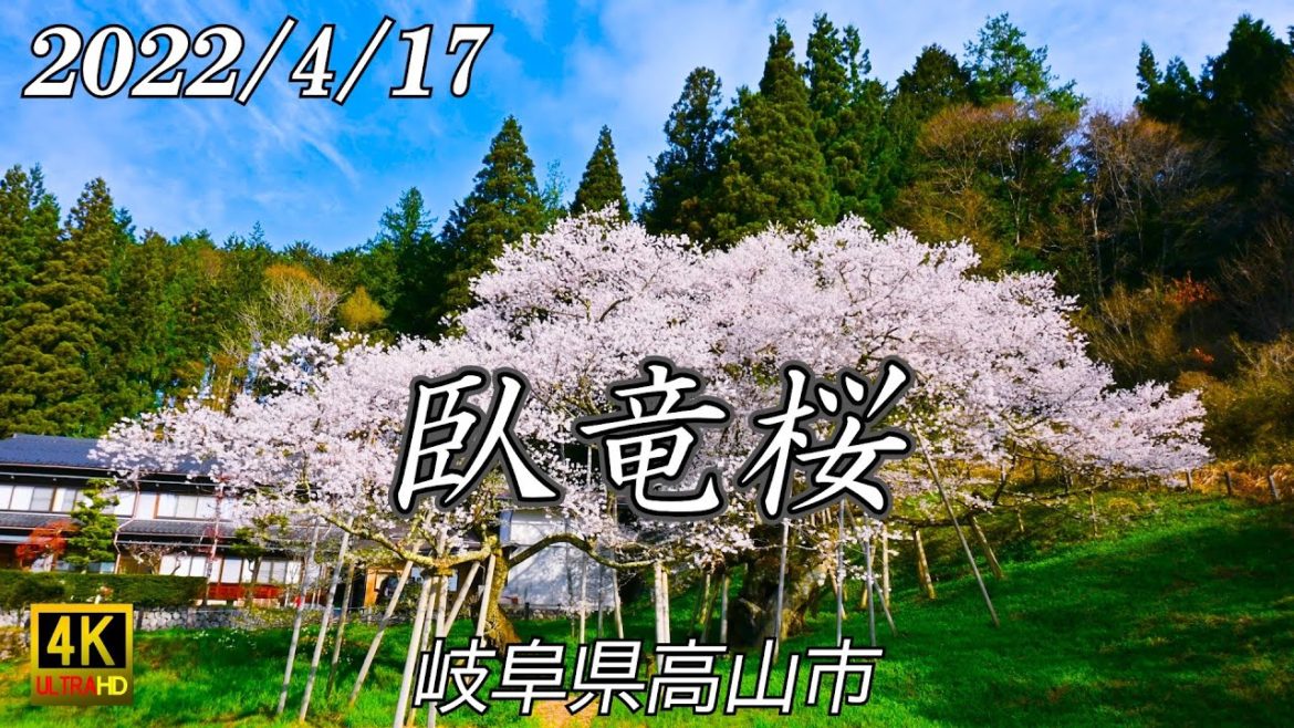 2022 臥龍桜 満開 見頃 高山市一之宮町 4K 自然映像