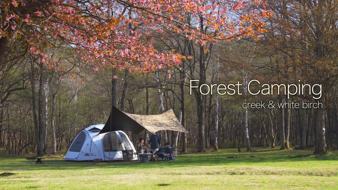 Camping in white birch forest (ASMR, relaxing in new tent, campfire, sounds of nature)