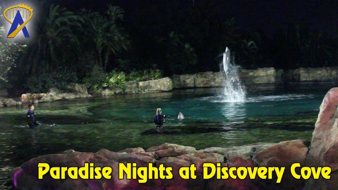 Paradise Nights Dolphin & Dinner at Discovery Cove