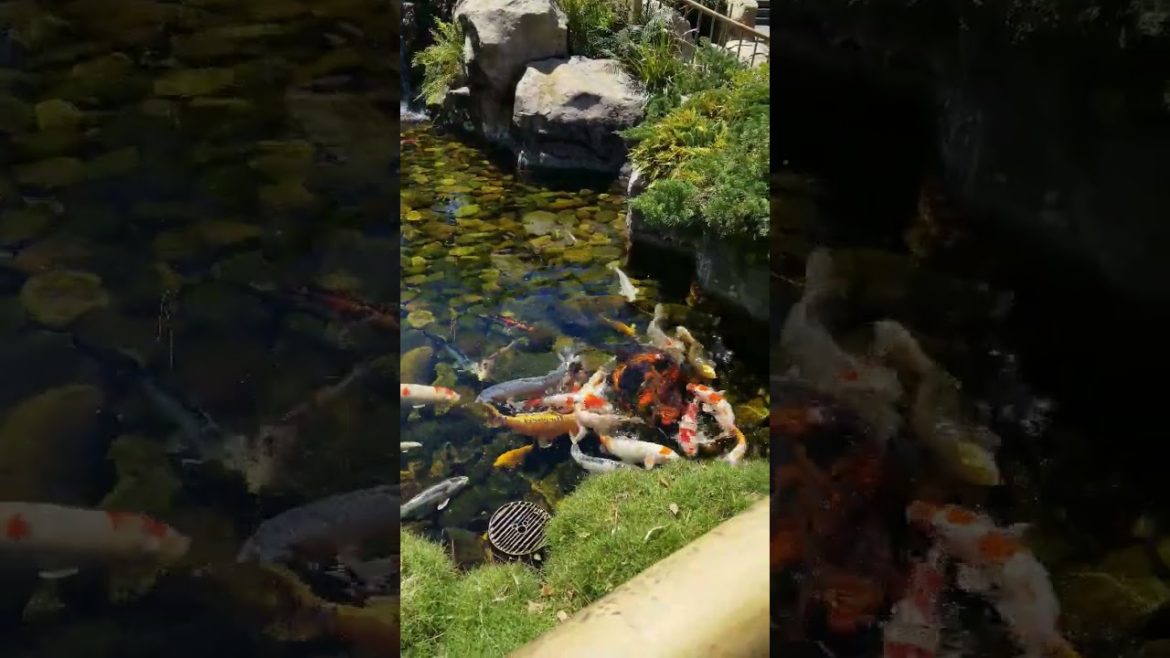 Did you know there is a Koi Pond in Epcot's Japan Pavilion? #shorts #Epcot #waltDisneyWorld #Disney