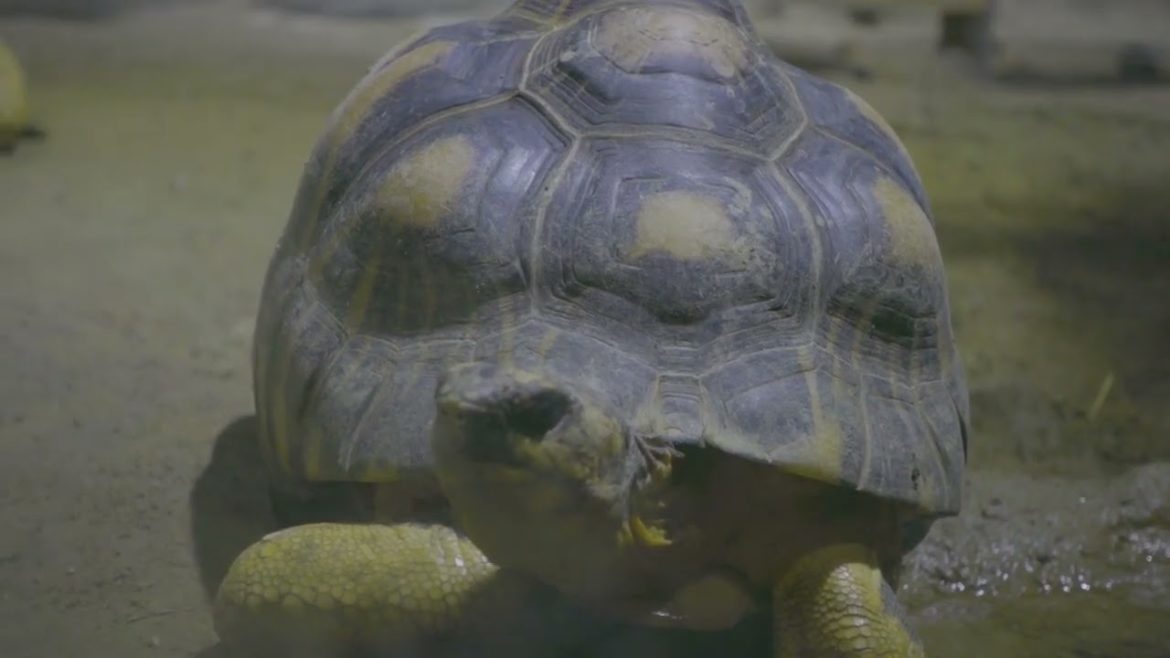 Kyoto City Zoo | It was way too hot to be outside! 2022 Summer Vibes