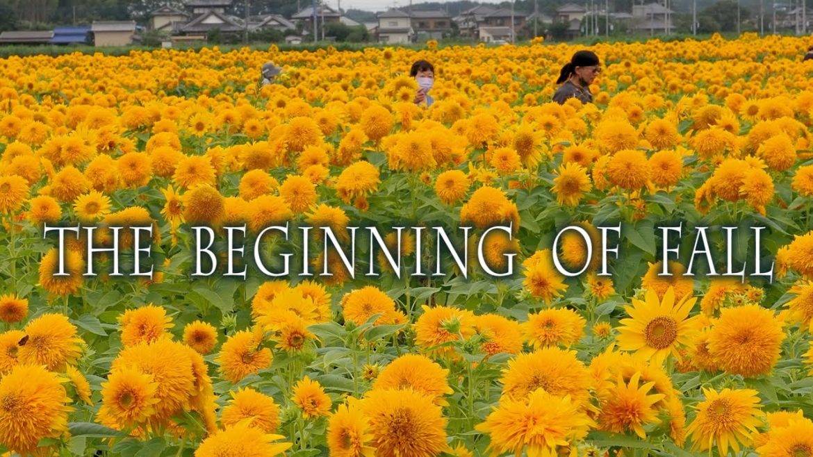 It’s starting to feel like autumn in the the suburbs of Tokyo. 東北八重と白花彼岸花. It’s starting to feel like autumn in the the suburbs of Tokyo. 東北八重と白花彼岸花.
