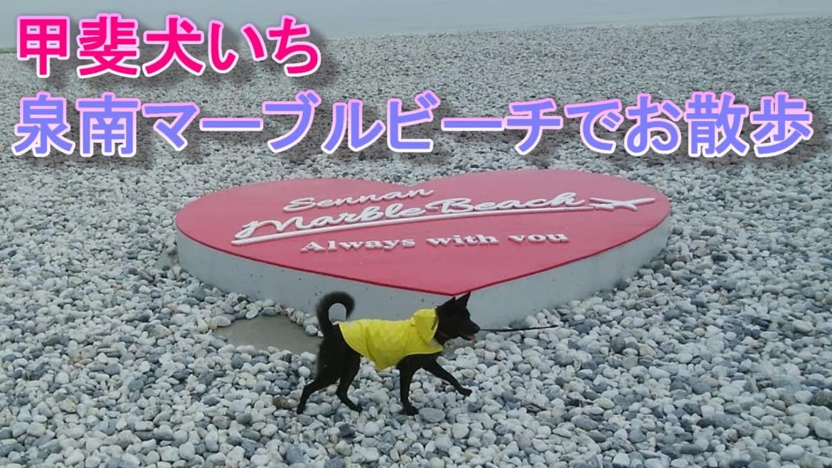 甲斐犬いち、飛行機がよく見えるハートのマーブルビーチでお散歩♪ 甲斐犬いち、飛行機がよく見えるハートのマーブルビーチでお散歩♪