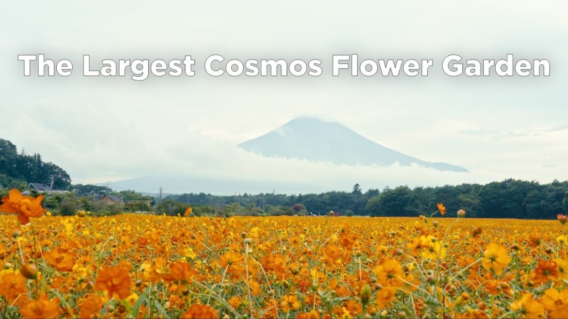 The Largest Cosmos Flower Garden in Japan - Yamanakako Hananomiyako Park