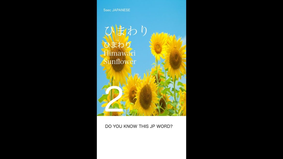 【Do you know this Japanese word?】ひまわり_Sunflower☆TOKYO NATIVE VOICE☆ #shorts
