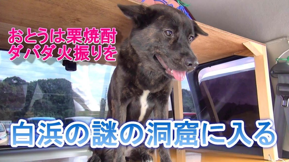 甲斐犬いち　白浜に謎の洞窟！？