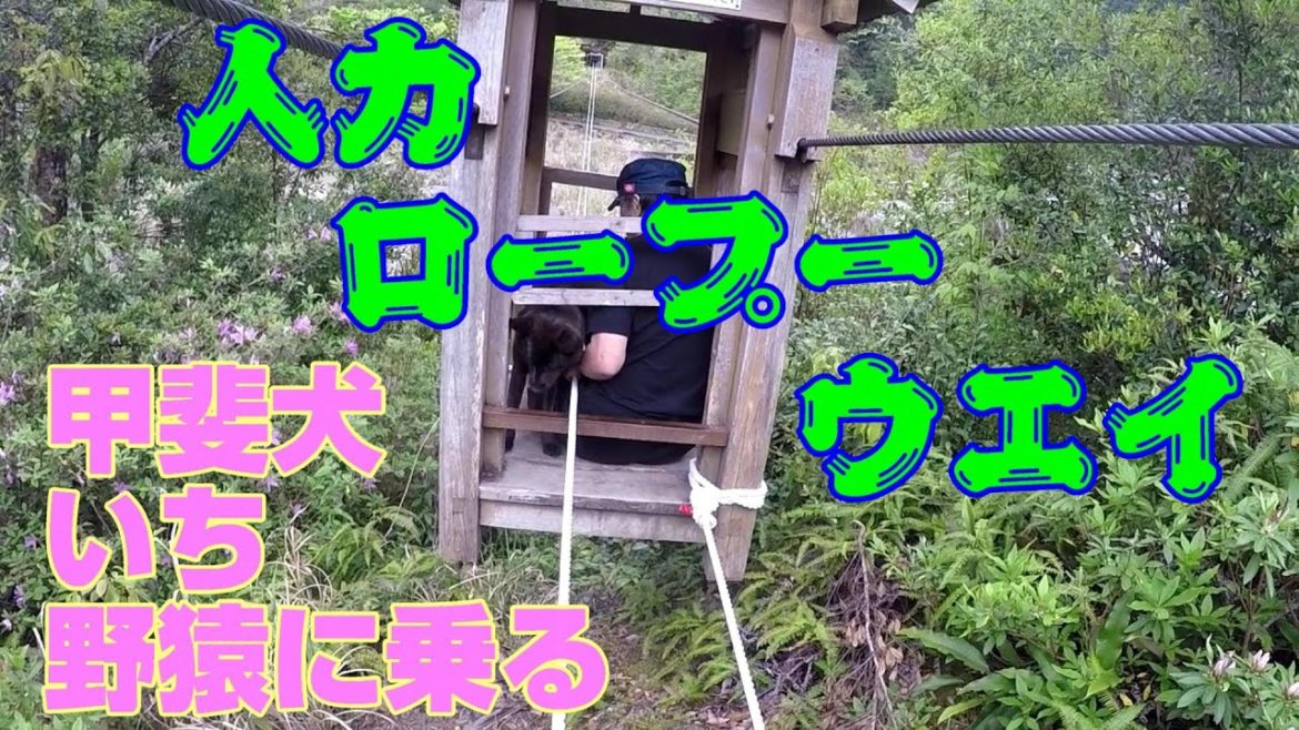 紀伊大島~十津川 車中泊旅③ 愛犬と野猿に乗る!奈良県十津川温泉湯巡りストラップ 甲斐犬いち 紀伊大島~十津川 車中泊旅③ 愛犬と野猿に乗る!奈良県十津川温泉湯巡りストラップ 甲斐犬いち