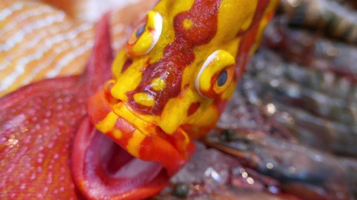 Japanese Street Food GIANT NEPTUNE GROUPER SASHIMI Okinawa Japan 沖縄 刺身 ハタ Japanese Street Food GIANT NEPTUNE GROUPER SASHIMI Okinawa Japan 沖縄 刺身 ハタ