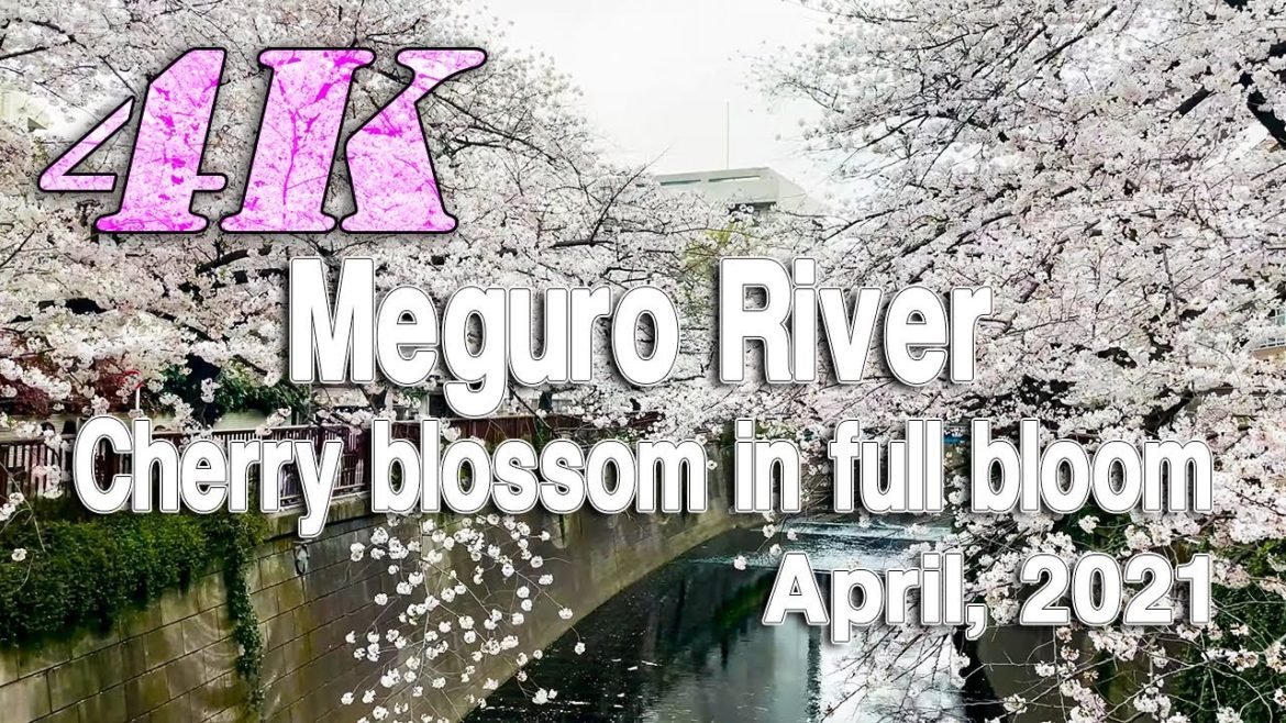 Meguro River・cherry blossom in full bloom | Tokyo - A Walking Tour - April, 2021 - iPhone12Pro 4K