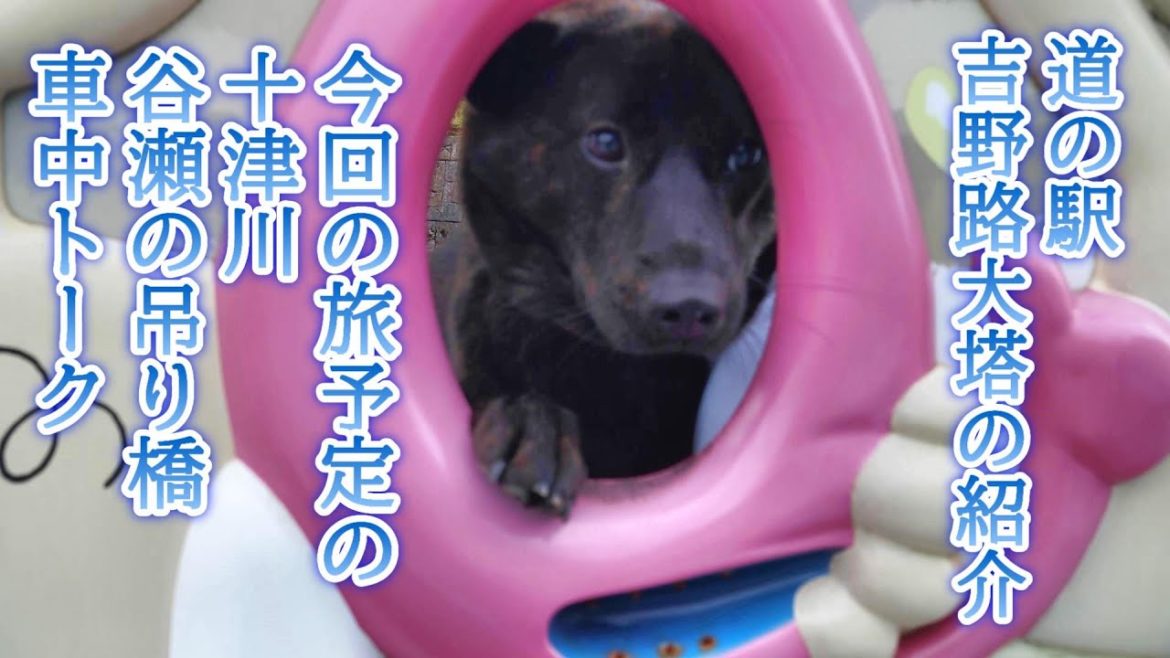 十津川＆湯ノ峰温泉車中泊旅①　奈良県道の駅吉野路大塔散策　甲斐犬いち