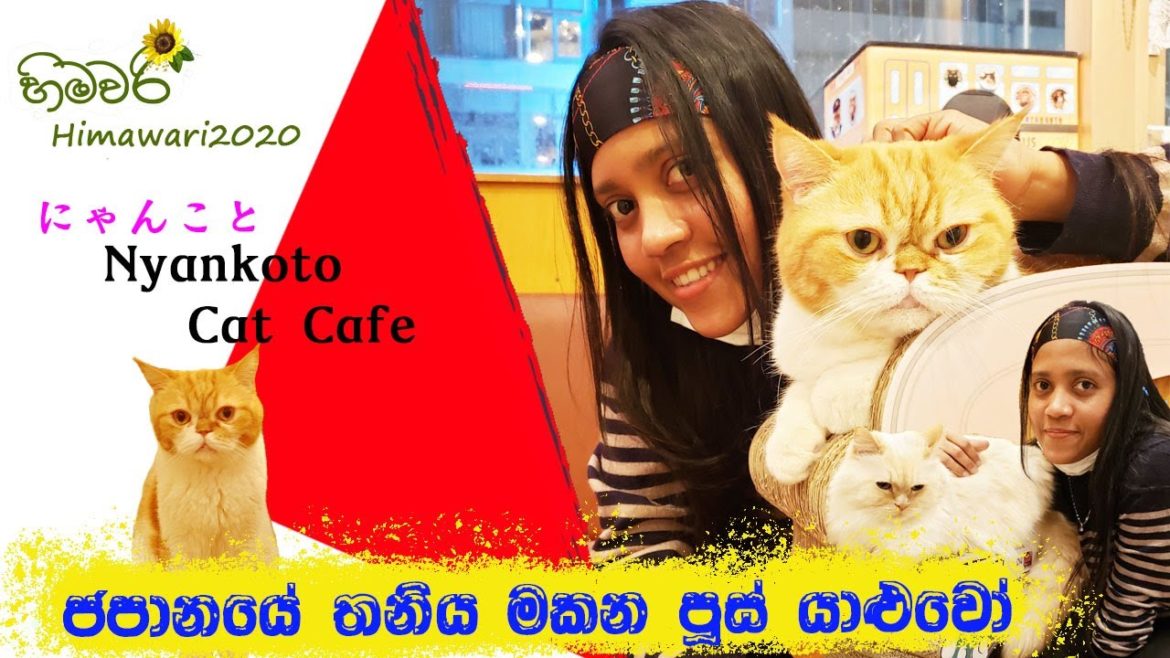 Cat Cafe in Tokyo Travel Vlog |Relax with Cat & Coffee| Rental Pets in Japan | Sinhala Himawari2020 Cat Cafe in Tokyo Travel Vlog |Relax with Cat & Coffee| Rental Pets in Japan | Sinhala Himawari2020