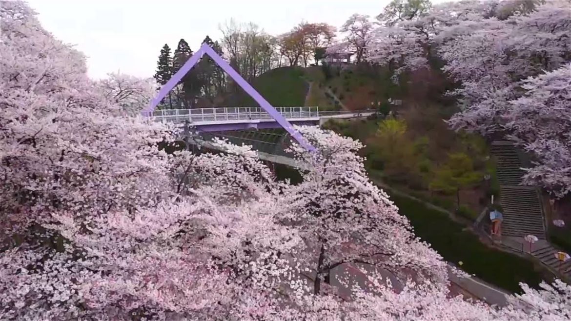 Cherry Blossoms at Nishiyama Park