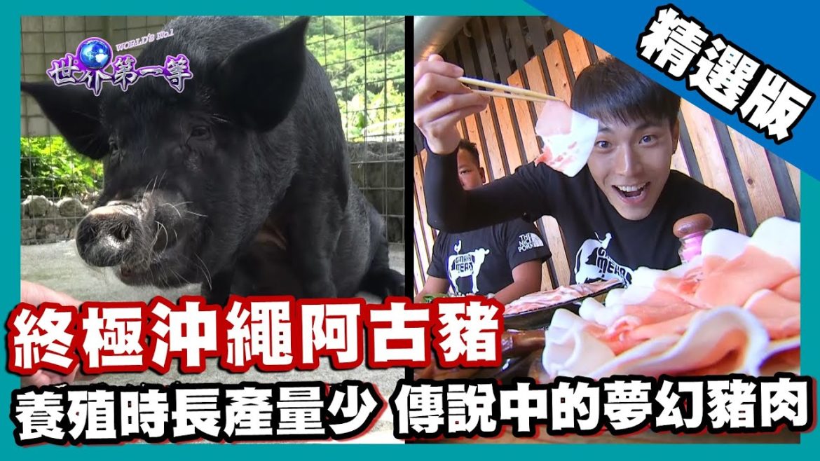 【沖繩】世界七大美味之一 稱霸豬界-夢幻阿古豬（霜降肉脂肪 涮涮鍋）｜《世界第一等》845集精華版