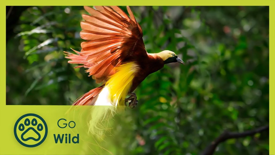 The Highlands Region - Tribal Life 1/4 - Go Wild