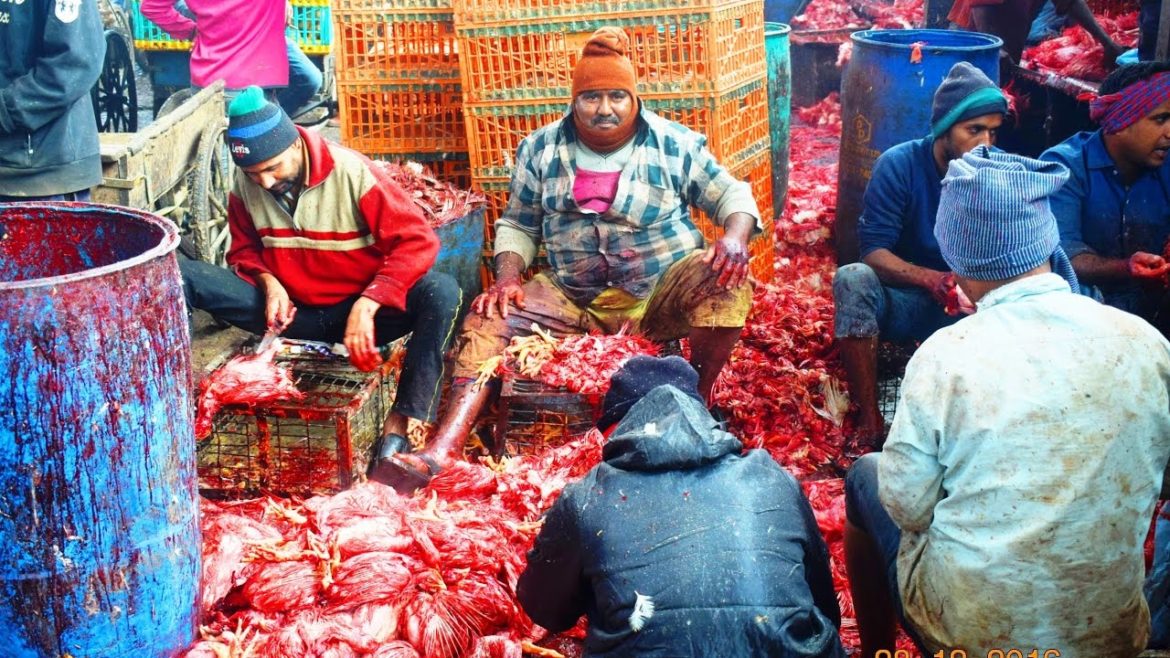 Asia's Largest Chicken Market   Ghazipur Murga Mandi Delhi India by The Tourism School