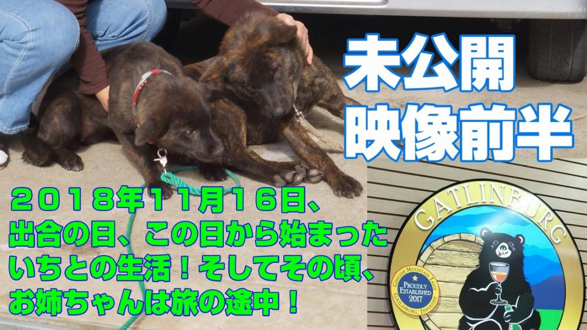 甲斐犬いちと初めて出会った時、お姉ちゃんはナッシュビル滞在中！！