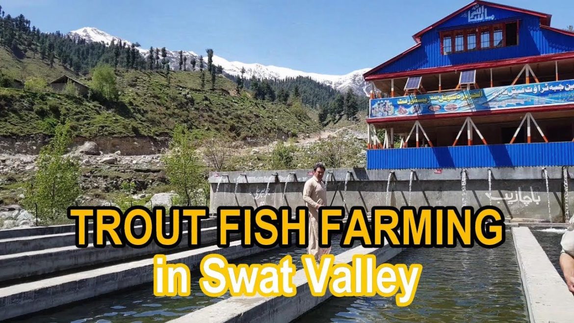 Trout Fish Farming in Swat Valley Trout Fish Farming in Swat Valley
