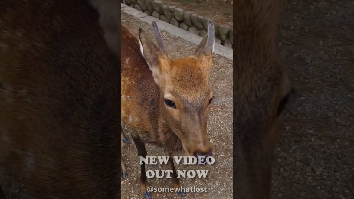 Astounding Places to Visit In Japan #shorts