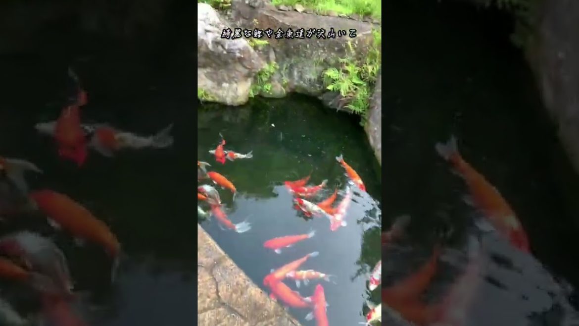 【100%オススメ】鹿児島の超穴場デートスポット#shorts 【100%オススメ】鹿児島の超穴場デートスポット#shorts