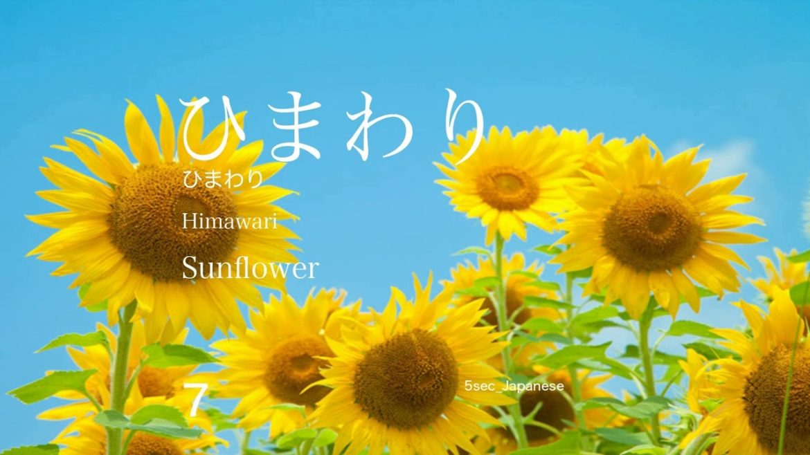 【ひまわり_ひまわり_Sunflower】PRACTICE & TRAVEL JAPAN☆TOKYO NATIVE VOICE☆
