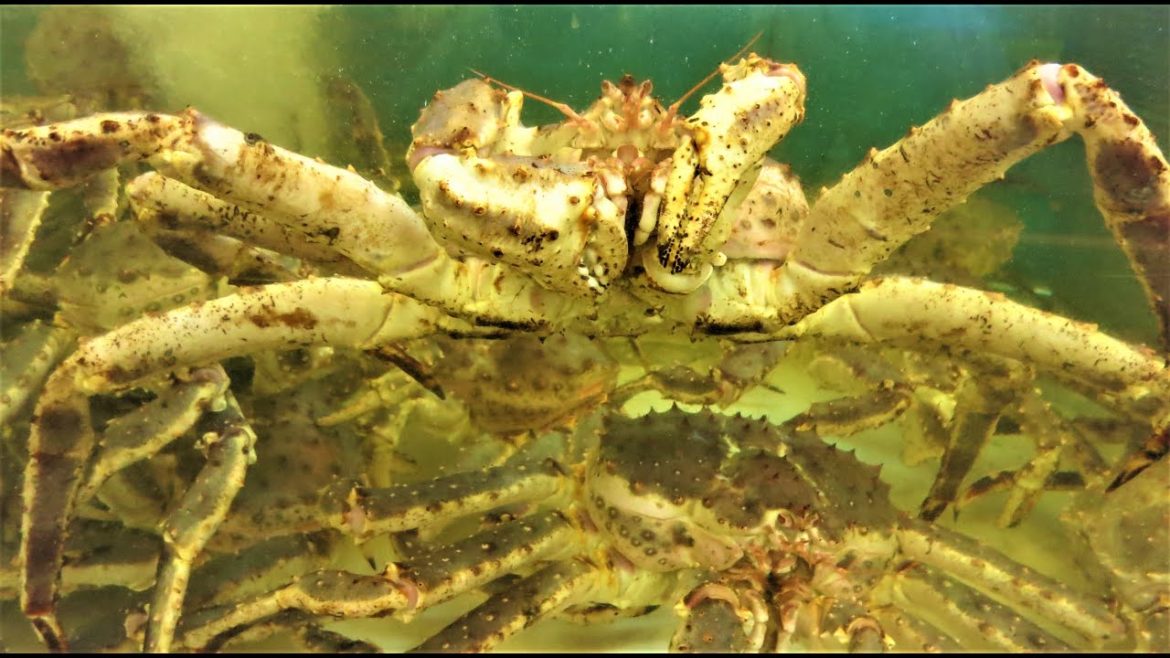 Hokkaido Big Crab