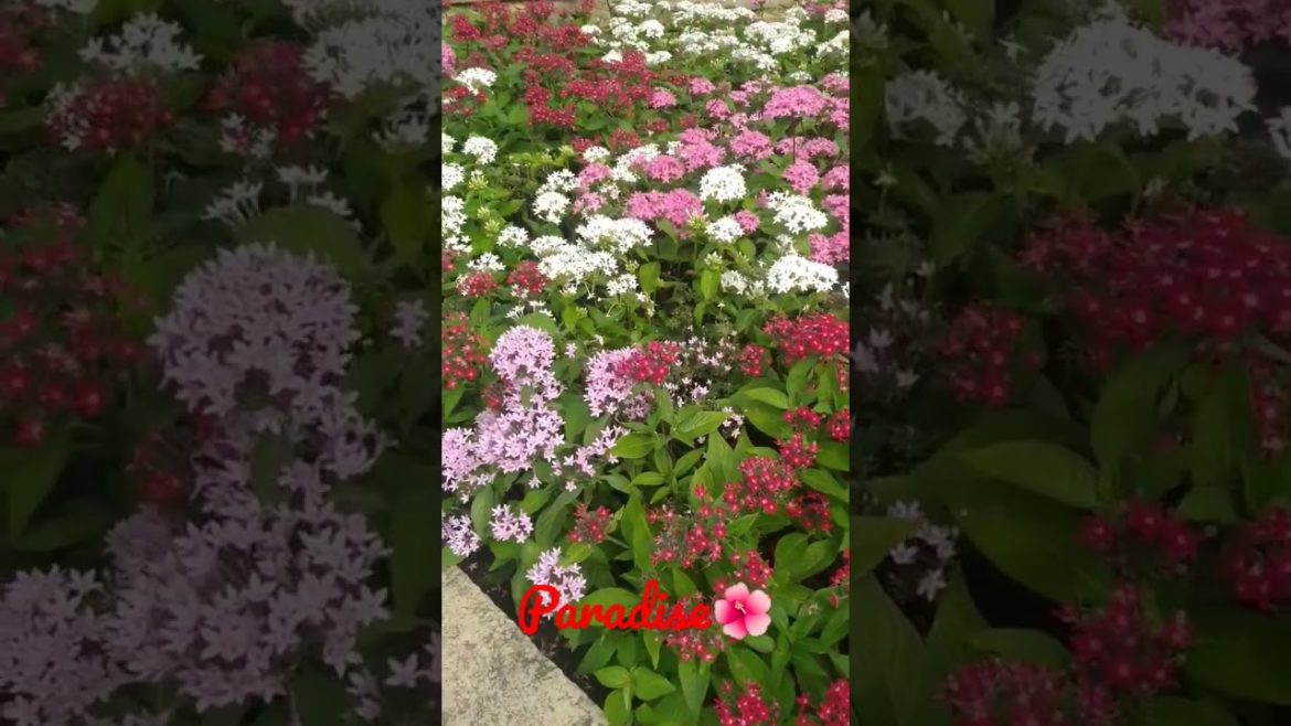 Summer at Disneyland Tokyo