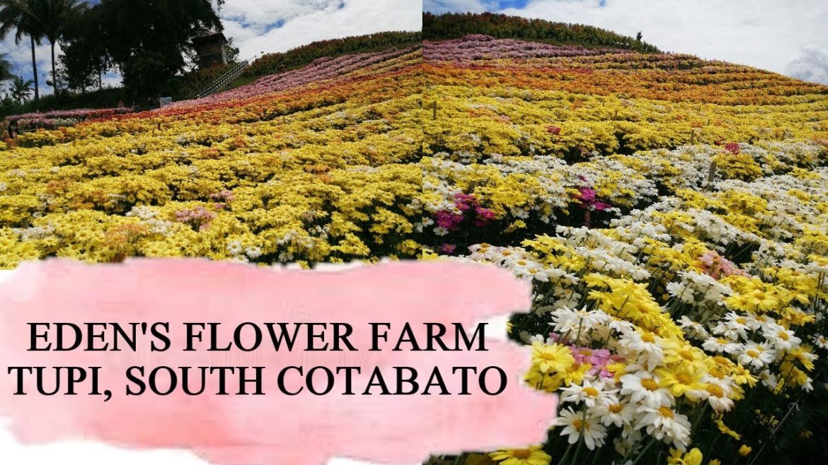 DAY TOUR AT EDEN'S FLOWER FARM TUPI, SOUTH COTABATO