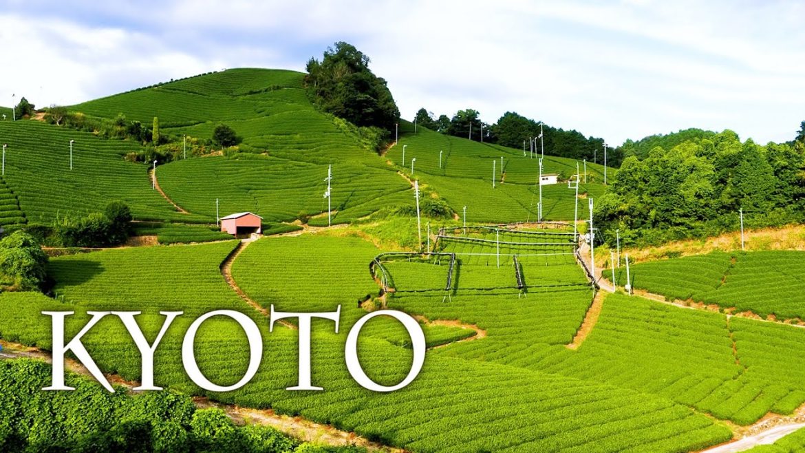 Nostalgic sights of KYOTO in late summer. #ガーデンミュージアム比叡, #石寺の茶畑, #鴨川納涼床