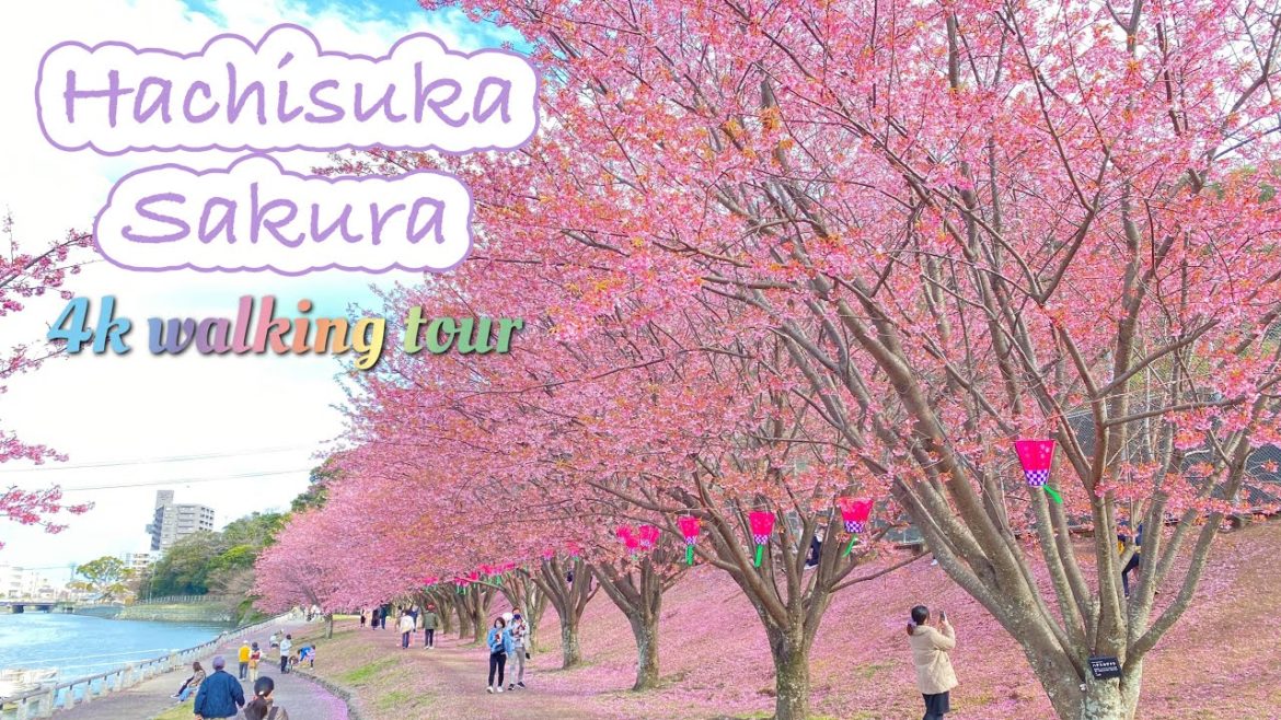 Tokushima,Japan 🇯🇵 Hachisuka cherry blossoms fall March 2022 4K Walking tour【insta360 one R】蜂須賀桜