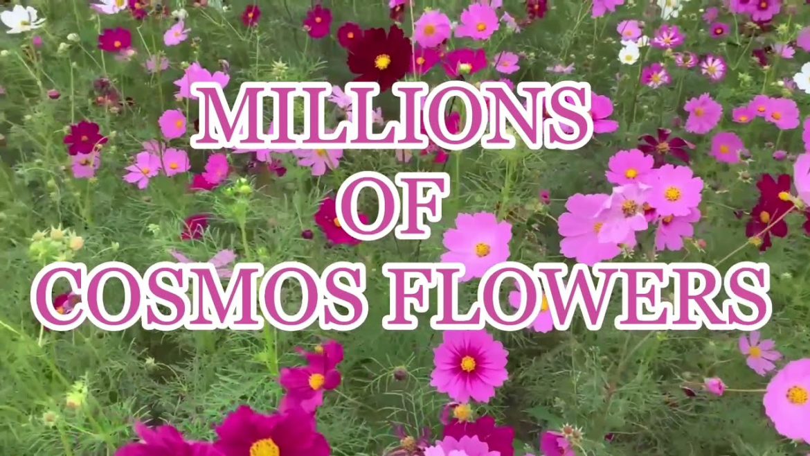 MILLIONS OF COSMOS FLOWERS MILLIONS OF COSMOS FLOWERS