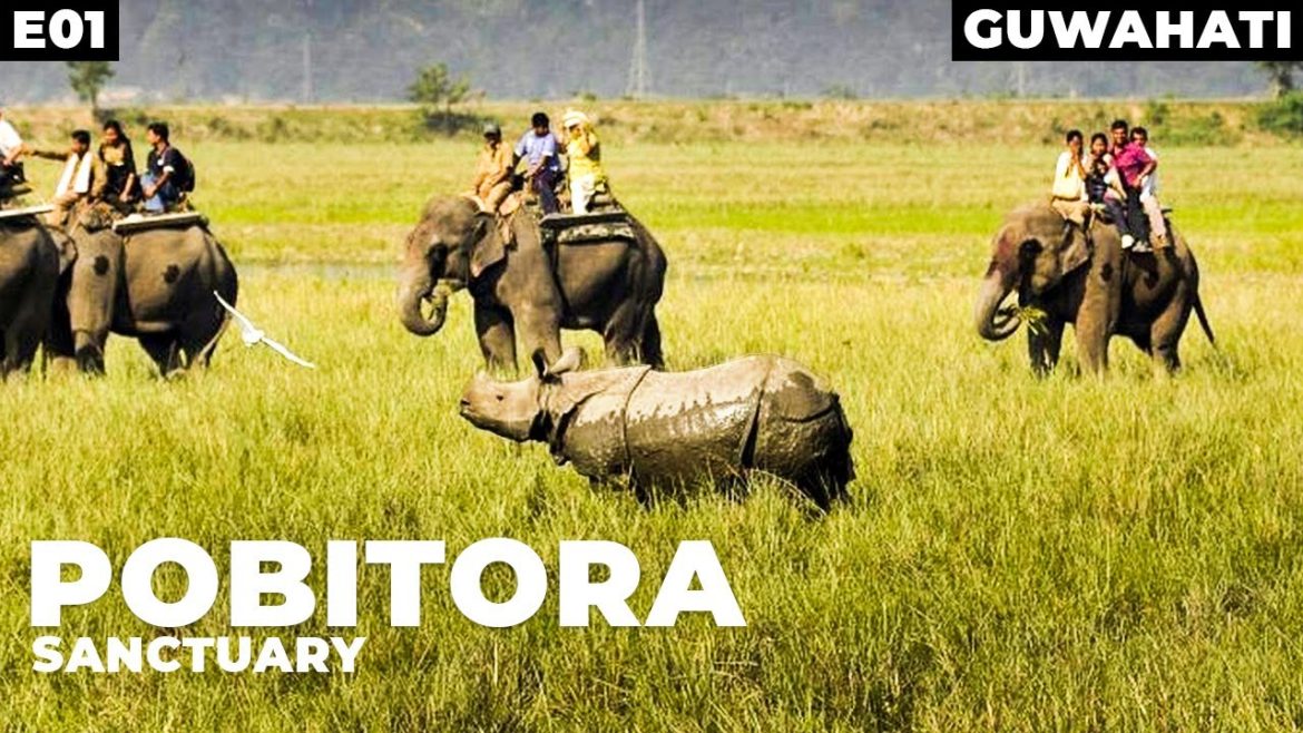 GOT SURROUNDED BY RHINOS ! in POBITORA wildlife Sanctuary | Guwahati City | Assam