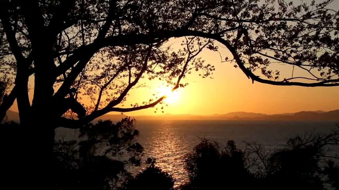熊本県　水俣市・湯の児チェリーラインの桜 / Minamata Yunoko Cherry Line ( Kumamoto, Japan ) [HD]