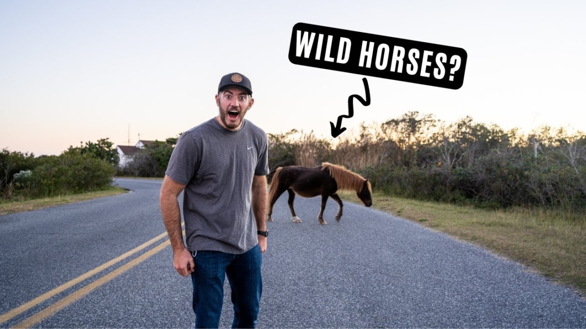 Wild Horses in Maryland? Hanging with In-Laws, and the Start of the East Coast Road Trip! – Ep 11 Wild Horses in Maryland? Hanging with In-Laws, and the Start of the East Coast Road Trip! - Ep 11