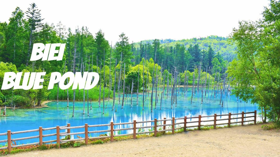[Hokkaido Trip] Shirogane Blue Pond & Fudo no Taki Waterfall | Biei blue pond |  #白金不動の滝 | #白金青い池