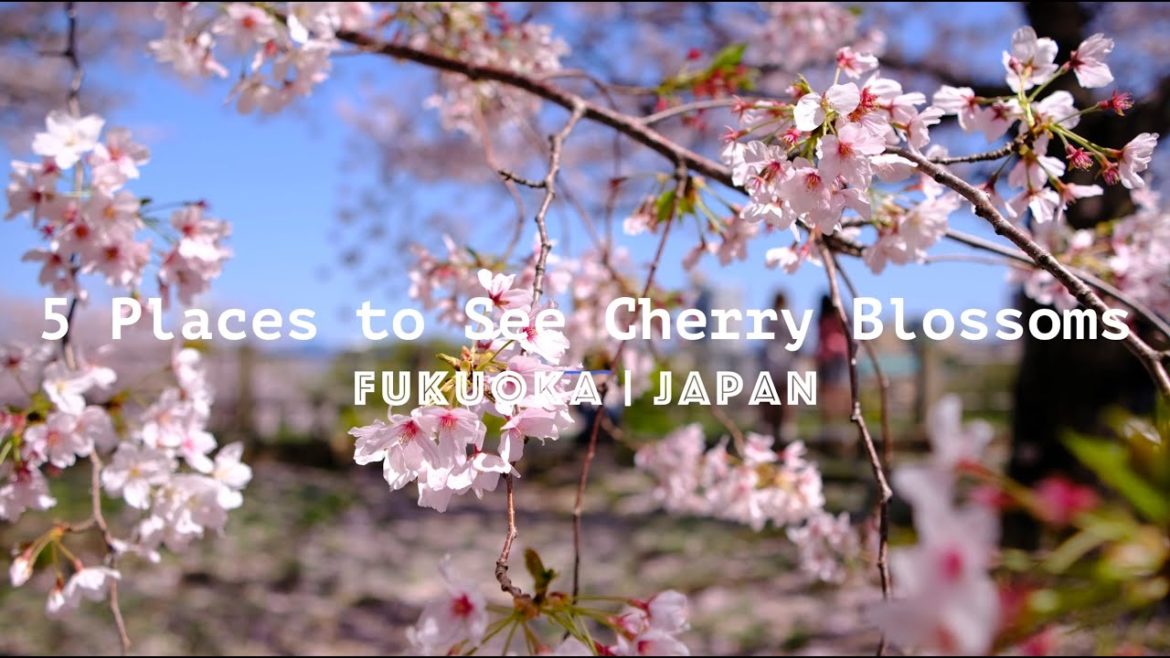 [4k] 5 Places to See Cherry Blossoms in Fukuoka | Don't Miss This Places | Spring 2022 | Japan