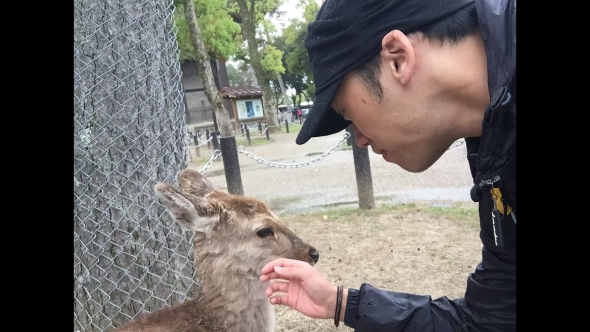 Nara | Japan Travel Tour 2016