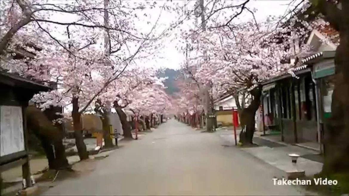【岡山県の桜名所】新庄村がいせん桜
